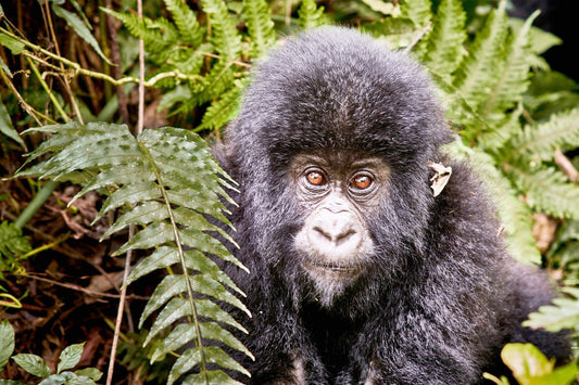 Kongo